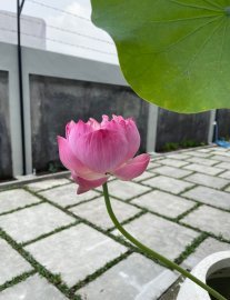 LOTUS KOST PUTRI EKSKLUSIF JAKAL